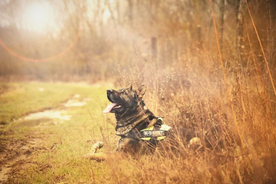 K-9 Köpek Koruma Hizmeti Seçim Kriterleri: 2026 Rehberi