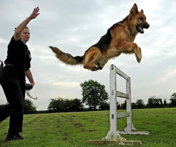 K-9 Köpek Koruma